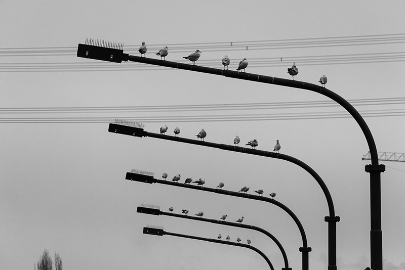 Möwen auf Laternen